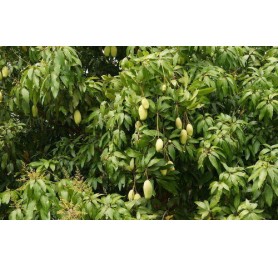 Chaunsa Mango Plant